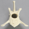 Canine Vertebra, L3, Solid Foam