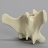 Canine Vertebra, L3, Solid Foam