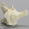 Canine Vertebra, L3, Solid Foam