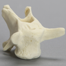 Canine Vertebra, L2, Solid Foam