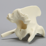 Canine Vertebra, C2, Solid Foam