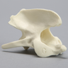 Canine Vertebra, C2, Solid Foam