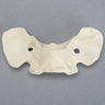 Canine Vertebra, C1, Solid Foam
