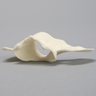 Canine Vertebra, C1, Solid Foam