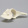 Canine Vertebra, C1, Solid Foam