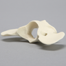 Canine Vertebra, C1, Solid Foam