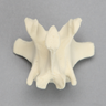 Canine Vertebra, L1, Solid Foam