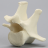 Canine Vertebra, L1, Solid Foam