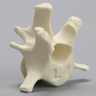 Canine Vertebra, L1, Solid Foam
