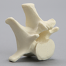 Canine Vertebra, L1, Solid Foam