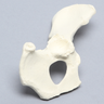 Canine Hemi Pelvis with Dysplasia, Right