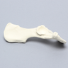 Canine Hemi Pelvis with Dysplasia, Right