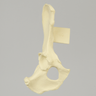 Canine Hemi Pelvis with Dysplasia and Vise Attachment, Right