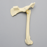 Canine Hemi Pelvis with Fractured Femur