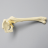 Canine Hemi Pelvis with Fractured Femur