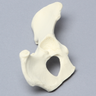 Canine Hemi Pelvis, Right