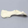Canine Hemi Pelvis, Right