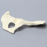 Canine Hemi Pelvis, Right