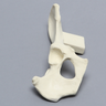 Canine Hemi Pelvis with Vise Attachment, Right