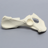Canine Hemi Pelvis with Vise Attachment, Right