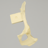 Canine Hemi Pelvis with Vise Attachment, Left