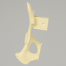 Canine Hemi Pelvis with Vise Attachment, Left