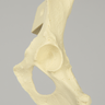 Canine Hemi Pelvis with Vise Attachment, Left