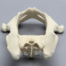 Canine Full Pelvis and Sacrum
