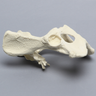 Canine Full Pelvis and Sacrum