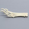 Canine Forefoot, Solid Foam
