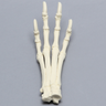 Canine Forefoot, Solid Foam