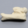 Canine Talus/Calcaneus