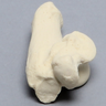 Canine Talus/Calcaneus