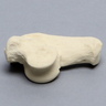 Canine Talus/Calcaneus