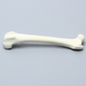 Canine Femur, Foam Cortical Shell