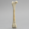 Canine Toy Breed Femur with Comminuted Midshaft Fracture