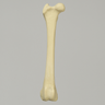 Canine Toy Breed Femur, Right