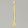 Canine Toy Breed Femur, Right