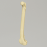 Canine Toy Breed Femur, Right