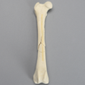 Canine Femur with Comminuted Fracture, Severe
