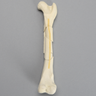 Canine Femur with Comminuted Fracture, Severe
