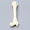 Canine Femur with Midshaft Transverse Fracture