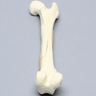 Canine Femur with Spiral Fracture