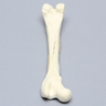 Canine Femur with Spiral Fracture