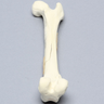 Canine Femur with Spiral Fracture