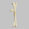 Canine Femur with Long Oblique Fracture