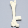 Canine Femur with Midshaft Transverse Fracture and Vise Attachment