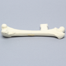 Canine Femur with Midshaft Transverse Fracture and Vise Attachment