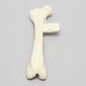 Canine Femur with Midshaft Transverse Fracture and Vise Attachment