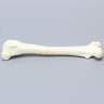 Canine Femur with Greater Trochanteric Fractures, Foam Cortical